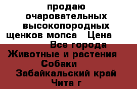 продаю очаровательных высокопородных щенков мопса › Цена ­ 20 000 - Все города Животные и растения » Собаки   . Забайкальский край,Чита г.